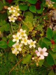 2013-08-18_Regina-F-Rau_Schachen_Blumen  (088).JPG
